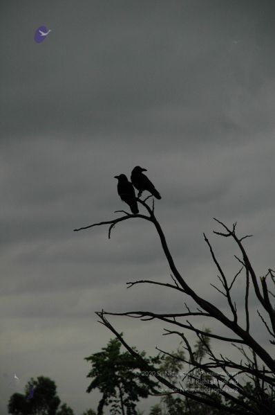 File:20100611 Photo 1018 1OM9F1KwtdJaqF9mU8K394ShzBn8olHZA.JPG