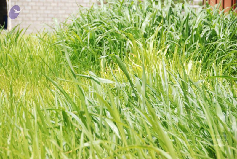 File:20100630 Photo 1156 18QibsiSwikWKvVYOTZ17hadSu4IbNOC .JPG