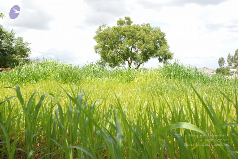 File:20100630 Photo 1157 1hEeOiZBJxunHz9jOcC8s5901 Lc2xwit.JPG