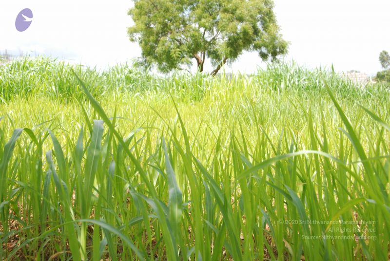 File:20100630 Photo 1158 1STXdd2KR9AIWPnOelOgyzQjF7CnV-6BI.JPG