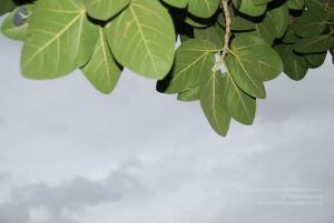 20100702 Photo 1199 1dB8T1TQyFiTGoJfJZ6DVh25Qtg2N9TQj.JPG