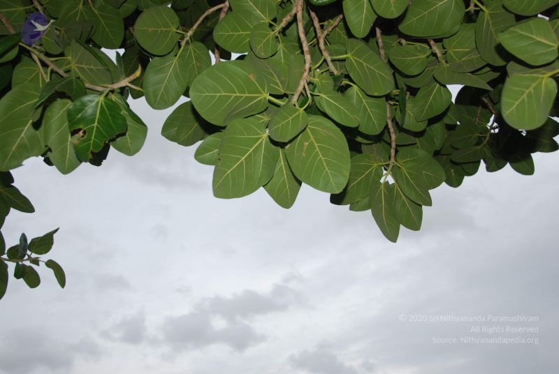 File:20100702 Photo 1201 1j4NOiZBoKQBrC4JDc- ED7Hjg83AWKy9.JPG