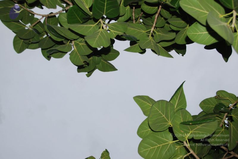 File:20100702 Photo 1209 1vkyt4fFhtg0QXrcjGFpJ1sJzbdJWLd7k.JPG