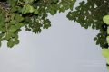 Thumbnail for version as of 18:50, 8 June 2021