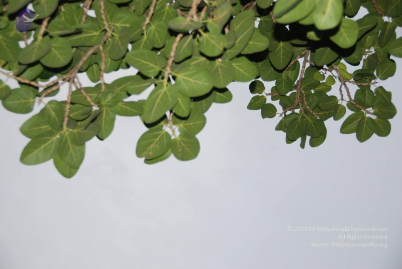 File:20100702 Photo 1212 10y2MfClL122 gYKy8COmlqf0fzfoYgJk.JPG