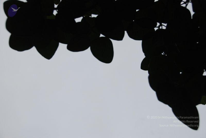 File:20100702 Photo 1214 1M6CINE08 k9b 25ef8Pa8qwHIf-zlNQv.JPG