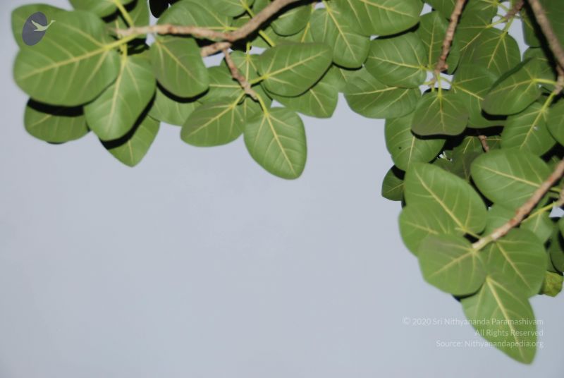 File:20100702 Photo 1216 1XYmXCWqZp5B3SQvFADErCGCMG1aFuuOf.JPG