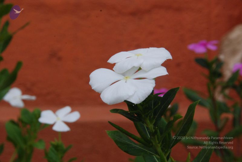 File:20100707 Photo 1187 1iAMGwlftApRVLM3LCcUwg3F61PKXct-i.JPG