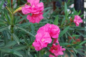 20100707 Photo 1355 1z09 plKh2T8qDPl 8NTHhGZCP q2xy7M.JPG