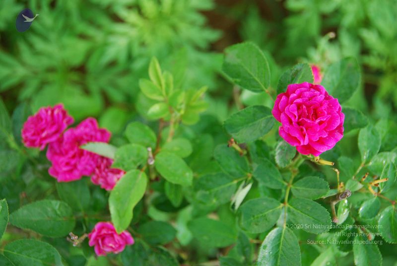 File:20100707 Photo 1356 1hl-qV9a4PPAfzxvdc9BzsqupYkj avPh.JPG