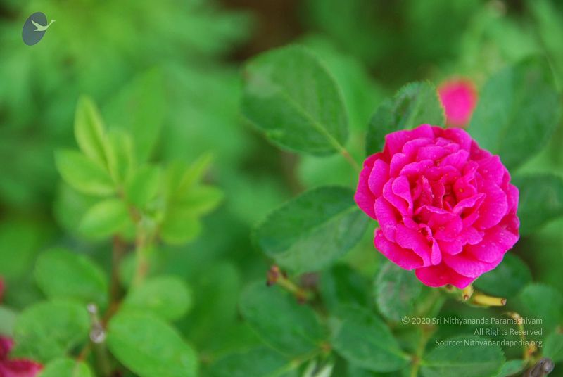 File:20100707 Photo 1357 1bKh4Q1pXx4jMYMPyNgCzJCja945pReBh.JPG