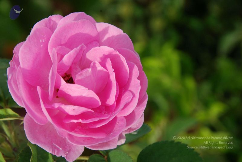 File:20100707 Photo 1359 1vYLc4pwL9U7hxfxVRww9tYOycpuB FZH.JPG