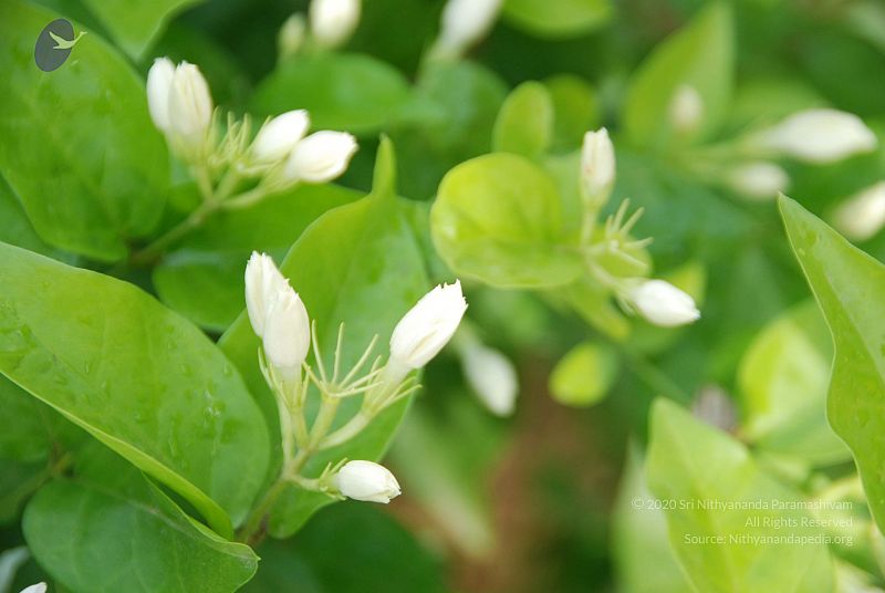 File:20100707 Photo 1362 1A1AB6S 9OxU76Zv-eVRcc5ksJuXJXV6E.JPG