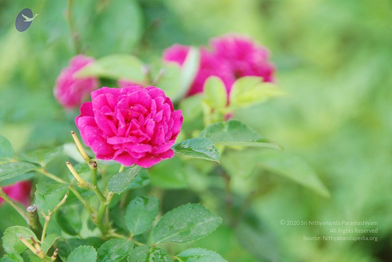 File:20100707 Photo 1363 1cuR6 1Rui2jRG6 QLT-CtAclh2hpsQsw.JPG