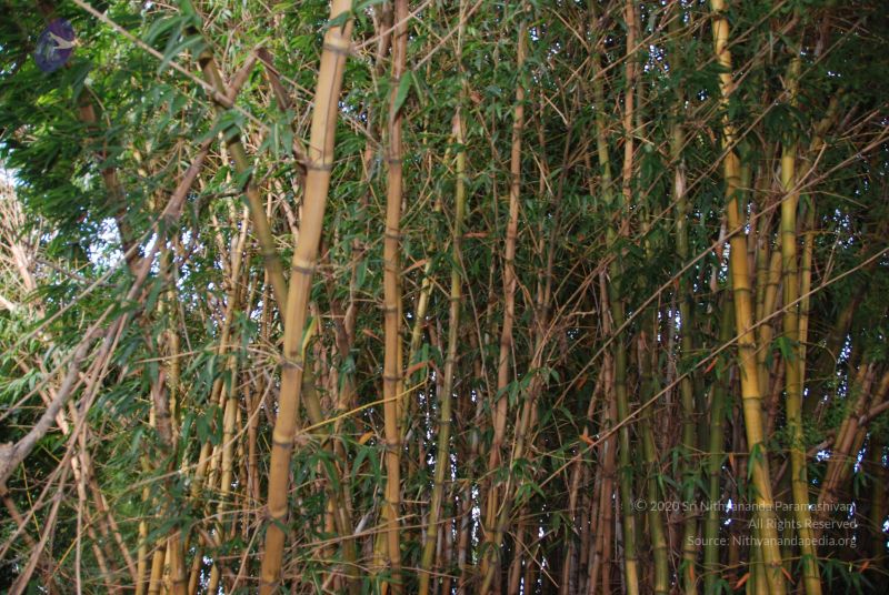 File:20100707 Photo 1367 1ujaV5nSzFECjiK-7-Zx61rfMAMG 8kMp.JPG