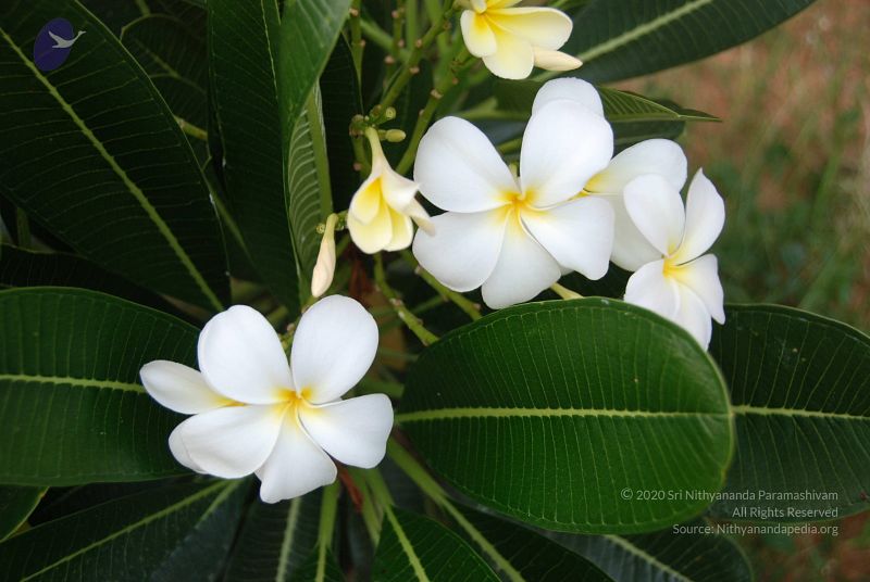 File:20100707 Photo 1378 1wMyFbthqN2QjJ7sGQz130bo29mpvynZn.JPG