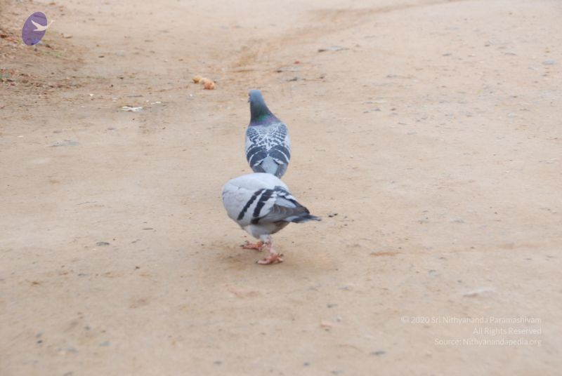 File:20100708 Photo 1126 1zB0efG9B4gwgHF6 EQRPUrxT4vQPXddf.JPG