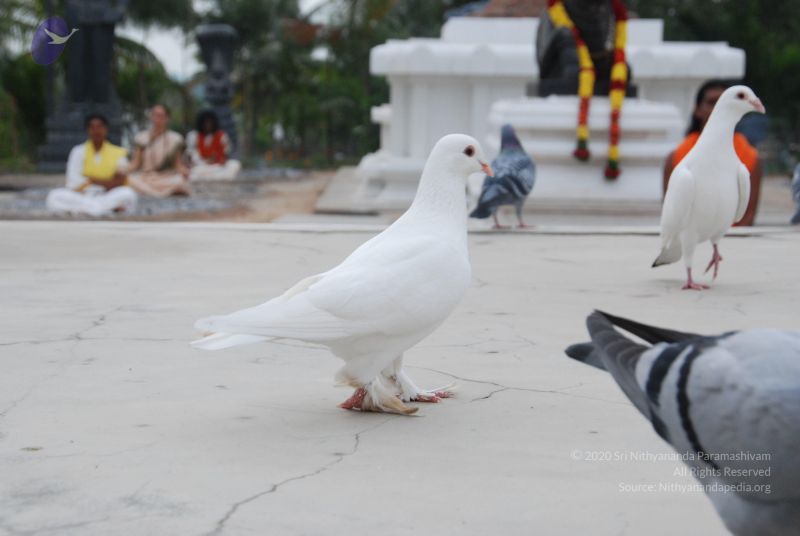 File:20100708 Photo 1178 1H5avLHB3YdEmyRh0n qa6QNqrZ8XaZHb.JPG