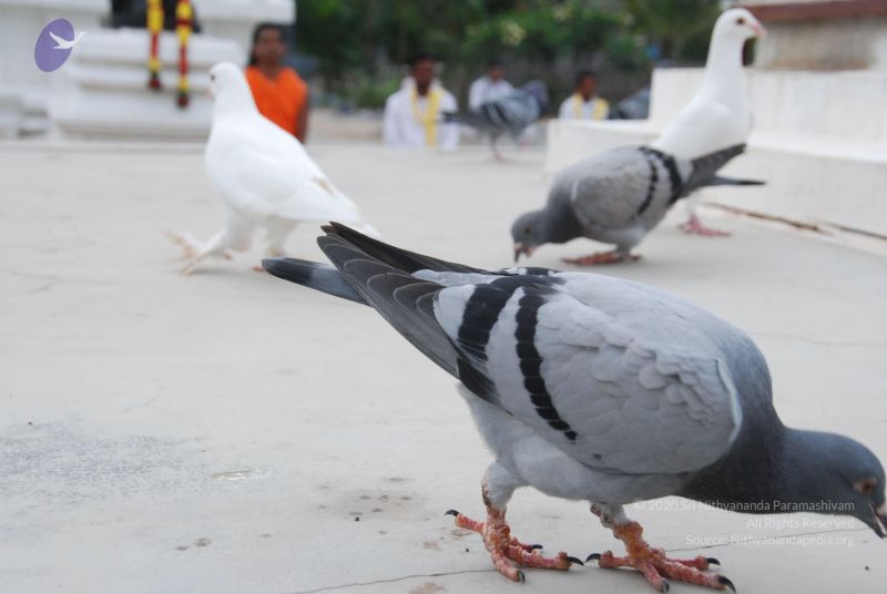 File:20100708 Photo 1180 1aIYv-36aQWDsH51zAXshXU AdAT1SjdA.JPG