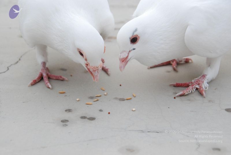 File:20100708 Photo 1186 15vzYJl5jg2NvbOR3sPQAr 9MxmUNfvwk.JPG