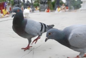 20100708 Photo 1221 1OBMyVQ6UBak45Sqld-aYOGoVEn5eLNFQ.JPG