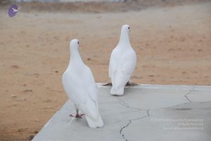 20100708 Photo 1317 1s6lnn21ADZTXB-tmUAF95A3TEDkdDaWS.JPG