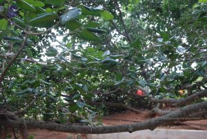 20100708 Photo 1476 1CXhFLs5E8UQ8njmBPNsjxct9Wt10FPRH.JPG