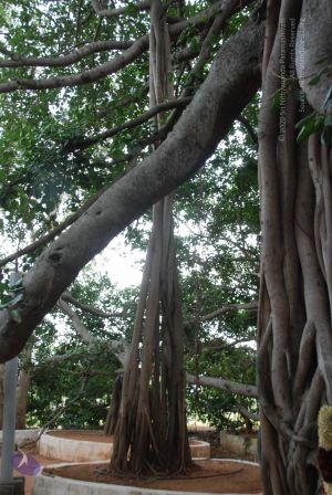 20100708 Photo 1500 1qwYrNwowblHn9rIR5rTtO6laMLLEAT-1.JPG