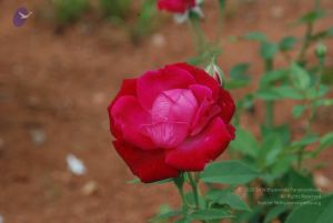 20100708 Photo 1754 1stGwEocbAfs316Ciyj2Tc6CP8VA7xydl.JPG