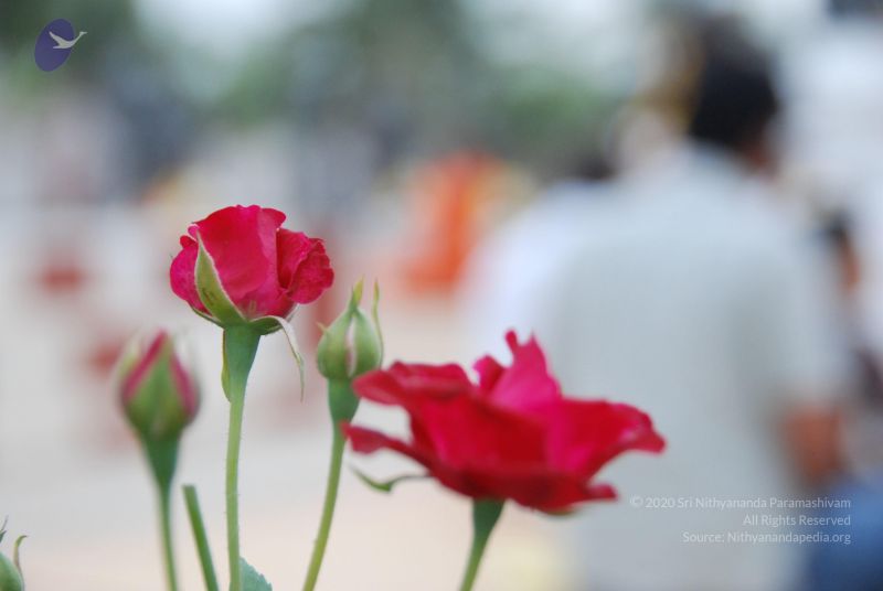 File:20100708 Photo 1757 1IWVHS9IL9NHaRUto9AGJoYYz8FR-zf1T.JPG