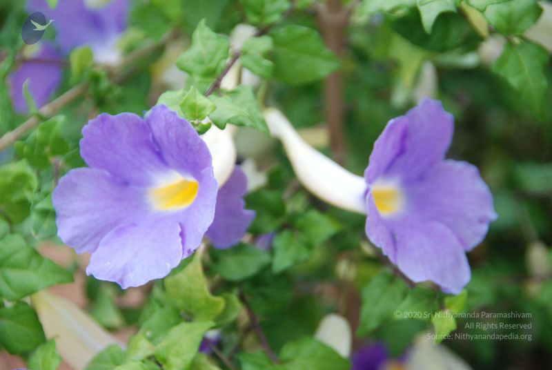 File:20100708 Photo 1760 1JPcvq8udq32u5CACxt AfN5H0Jmc1L8r.JPG