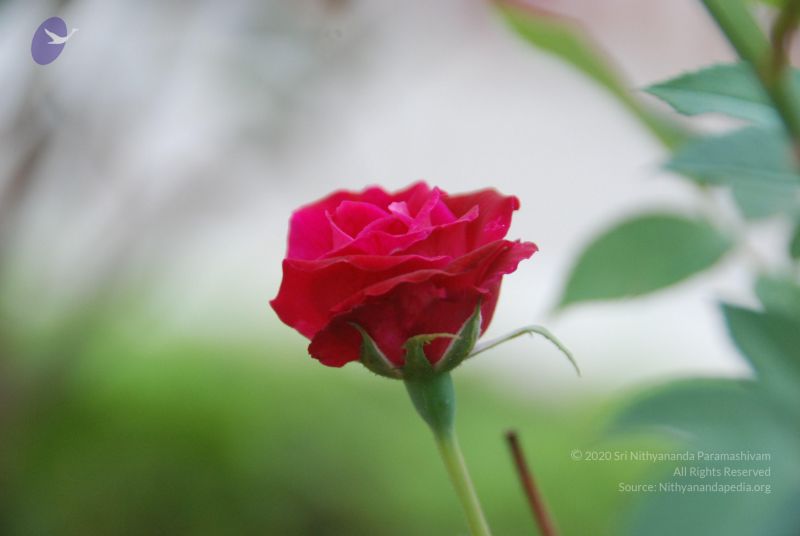 File:20100708 Photo 1762 1svq 3hHIGngfqVUpAahZs-J3gHsvK5xQ.JPG