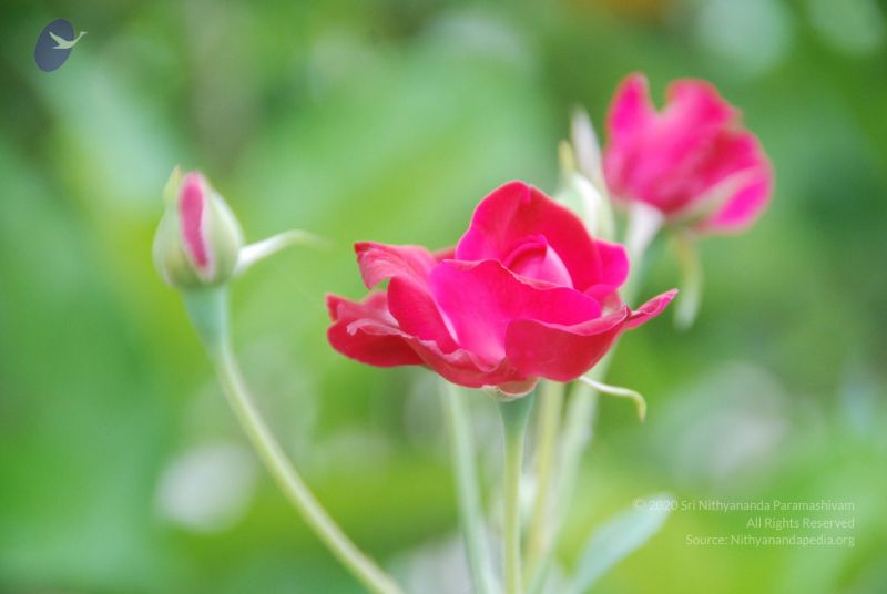 File:20100708 Photo 1763 1IkFZvaBwHDcZeVTVZTb RpeIiGAVfIIF.JPG