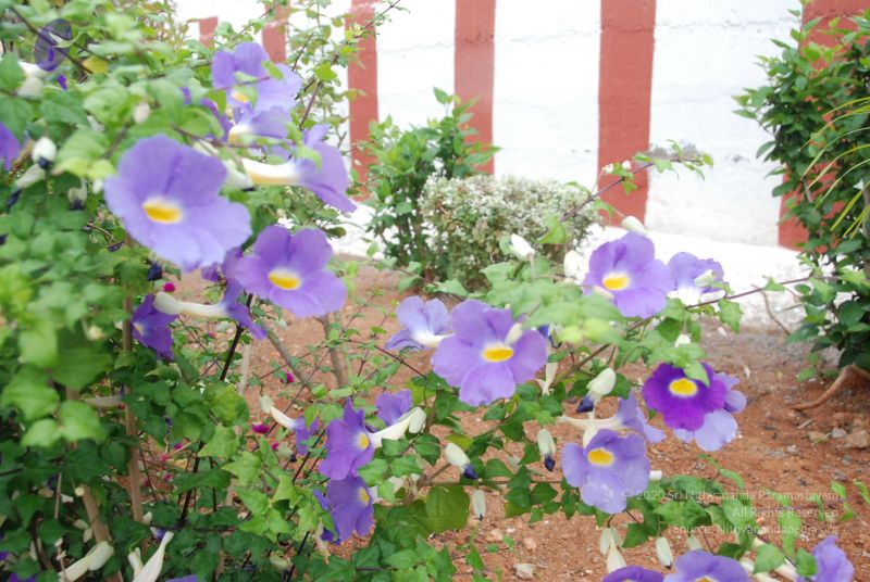 File:20100708 Photo 1766 1IlssyWvZULTdvzK7ERFIzVeOlUZ-73zz.JPG