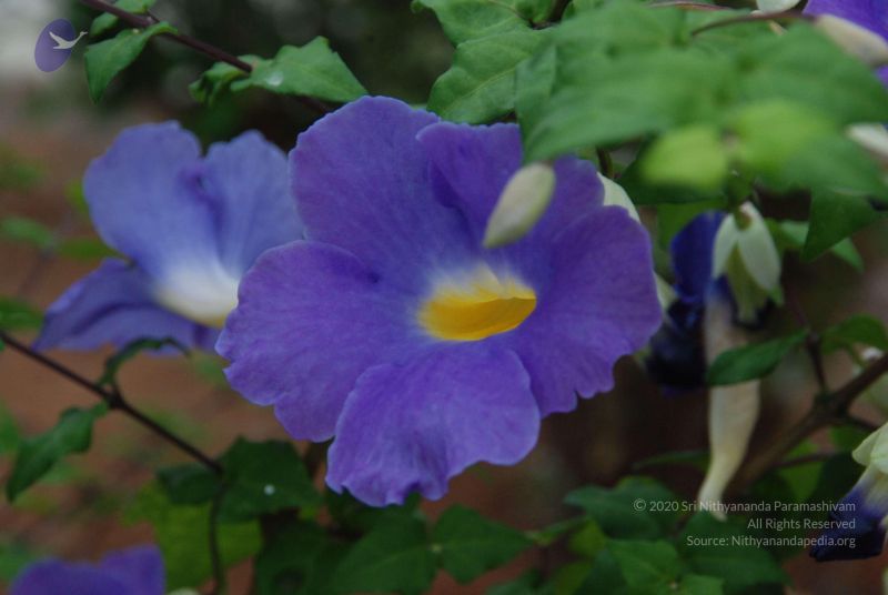 File:20100708 Photo 1768 1s8nKz2Sv7rBOm9EWKJBvRxm9ZgSKDDQ1.JPG