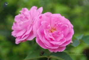 20100708 Photo 1770 1WSHmghymG CWuukc3Th8b9I3ftjVUSzr.JPG