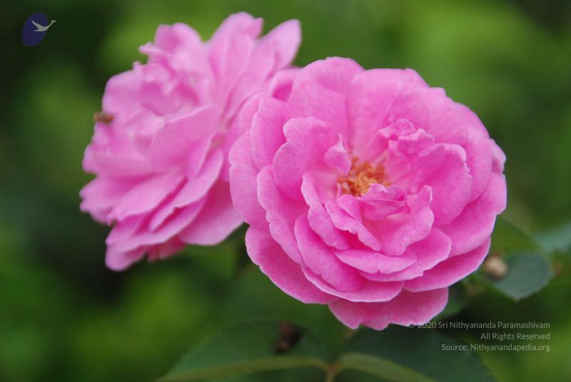 File:20100708 Photo 1771 1qS2KONOCnnCpZf73YebhfBIbSQu057ql.JPG