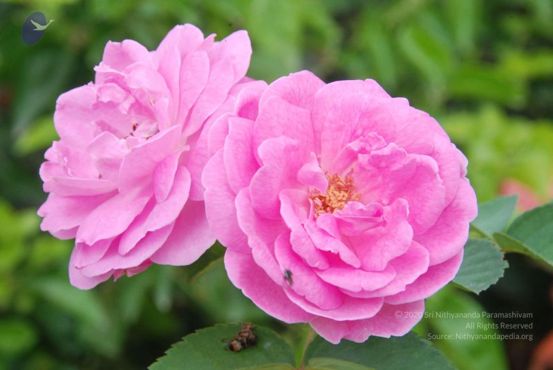 File:20100708 Photo 1772 1WZGX8gi8 fTrQvTwKBJhq78uzXA3W6xT.JPG