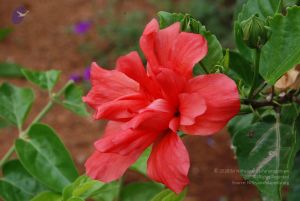 20100708 Photo 1775 1YfV62ZieV874EYEUqto6NZIhcP5XA705.JPG