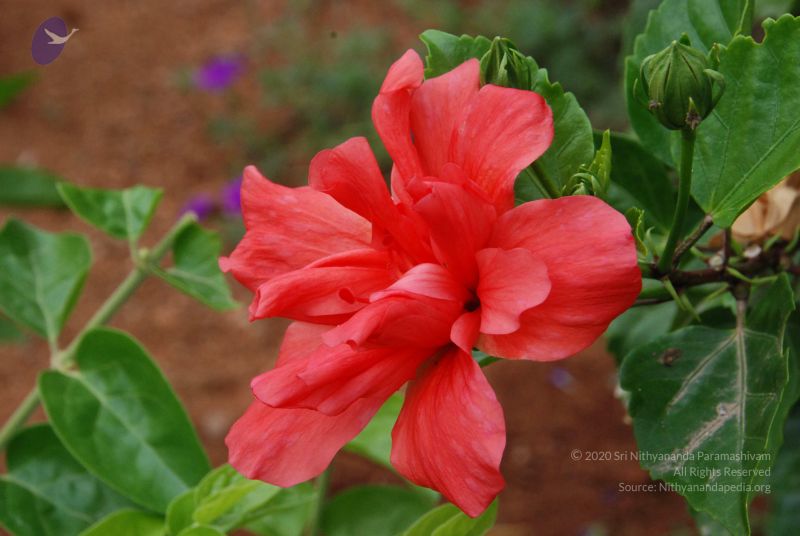 File:20100708 Photo 1775 1YfV62ZieV874EYEUqto6NZIhcP5XA705.JPG