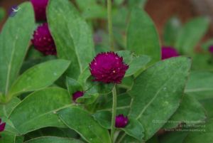 20100708 Photo 1777 1jKGkV6bZUrmpaq3 w3iYoLRVZV40cK-p.JPG