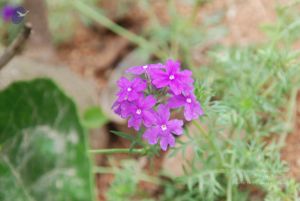 20100708 Photo 1778 1fasC8S pskfwFrIWJskKWR43esTrDF b.JPG