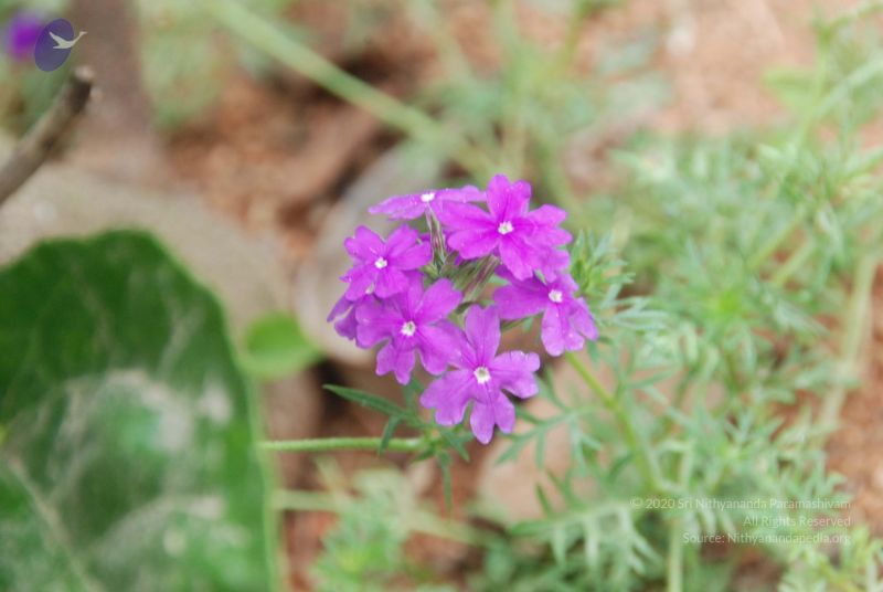 File:20100708 Photo 1778 1fasC8S pskfwFrIWJskKWR43esTrDF b.JPG