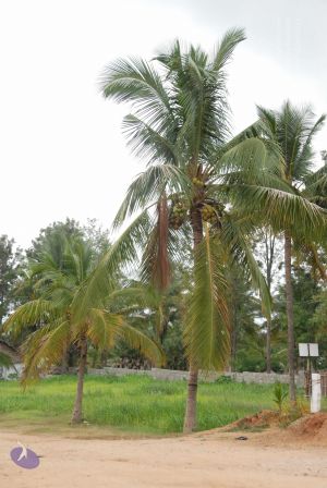 20100708 Photo 1781 1C-4NWTSsYH9SaUTRoi3IERkXqYLaZwvn.JPG