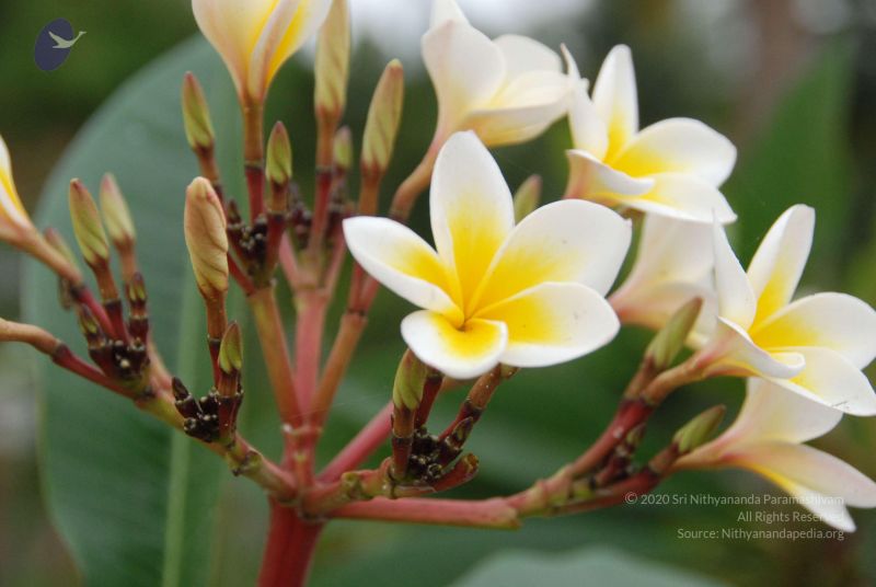 File:20100708 Photo 1784 1lb4C3qSEA6WLligW-p-K0JEaDswRPVA4.JPG