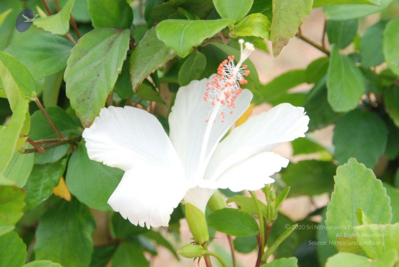 File:20100708 Photo 1797 1MwvahFefLAWtqpFFFQ 6Op 4fm-lWCtb.JPG