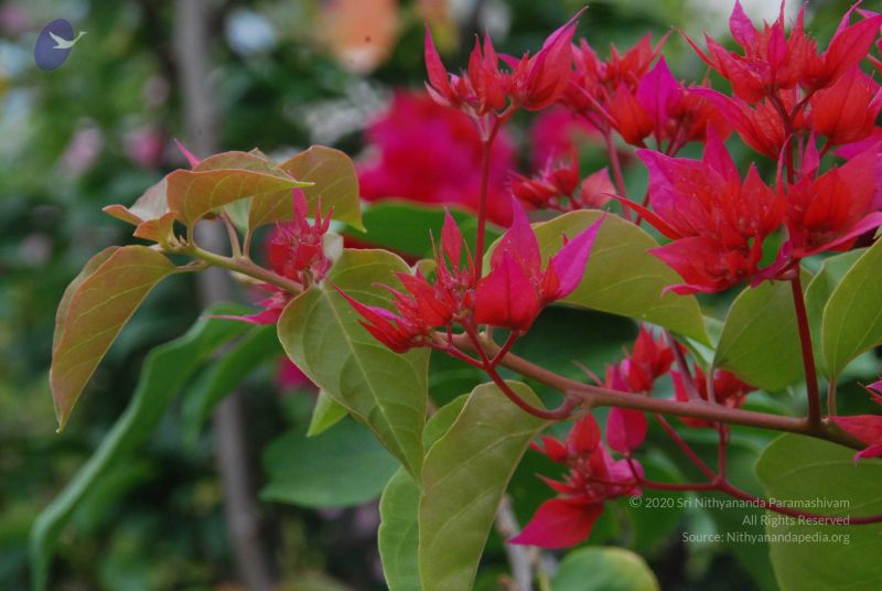 File:20100708 Photo 1802 1WHbMZoTm5jT7KYNWnYdY7AN-QwPKy4S3.JPG