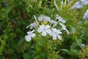 20100708 Photo 1803 1CI7Ibzlj53SFRS Y9734 VTBA6bYoAvW.JPG