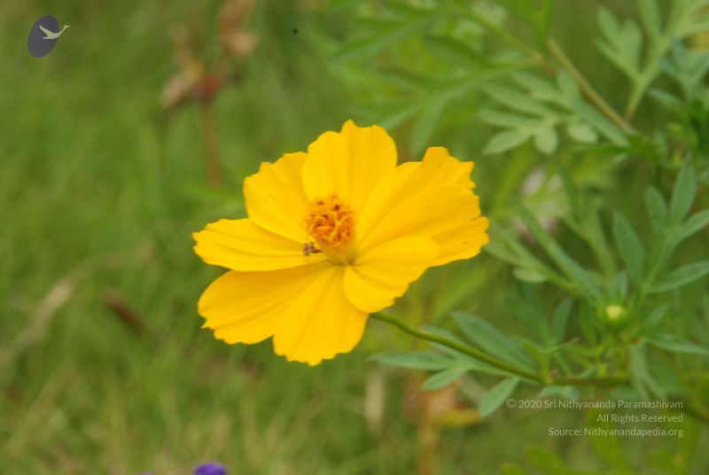 File:20100708 Photo 1804 1xIu93dPOOri9DCW9gDNjxPpfufh w0 z.JPG