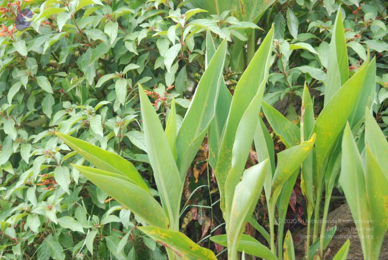 File:20100708 Photo 1811 1 IJ-iH3h1LIEsphH8JjvTARNEz-stGgU.JPG